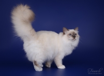 CH EE Isabella Sweet Katicat SBIa 2015