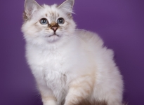 EE Jewel Eliza Sweet Katicat SBIn21 2016