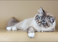 CH EE Aleron L`Amour St. Ifferini SBIn21 2012_3