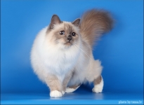 CH EE AlizeÃ© Sweet Katicat SBIa 2012_2