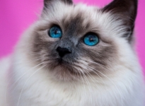 FI Snow Birman Forever Yours SBIa 2013