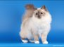 Alizee Sweet Katicat 