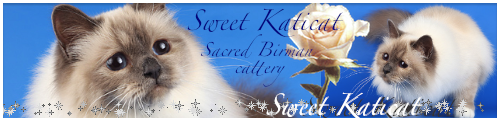 Sweet Katicat