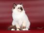 Bridget Sweet Katicat