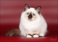 Bridget Sweet Katicat