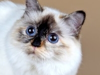 Demi Sweet Katicat