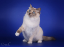 CH EE Bella Blue Ly Khaleesi SBIg 2017