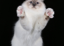 CH EE Isabella Sweet Katicat SBIa 2016