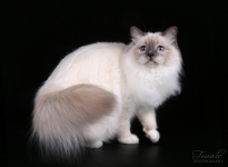 CH EE Isabella Sweet Katicat SBIa 2016