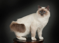 EE Azur Attis Magnificent Meow SBIa 2015