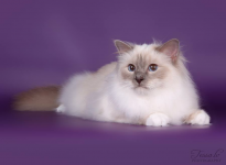EE Caius Ly Khaleesi SBIc 2015
