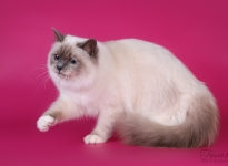 EE Indra Sweet Katicat SBIa 2016