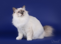 EE Isabella Sweet Katicat SBIa 2015