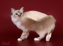 EE Jewel Eliza Sweet Katicat SBIn21 2016
