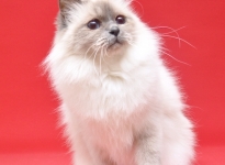 GIC EE AlizeÃ© Sweet Katicat SBIa 2015