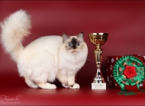 IC EE Demi Sweet Katicat SBIf 2013