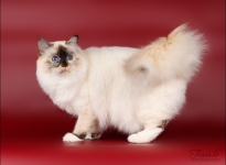 IC EE Demi Sweet Katicat SBIf 2013