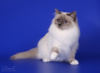 IC EE Isabella Sweet Katicat SBIa 2016