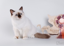 Mercedes Sweet Katicat 2017