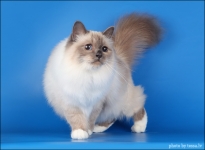 AlizeÃ© Sweet Katicat (SBI a)