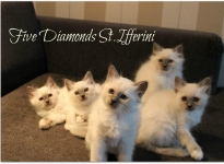 Diamonds St. Ifferini