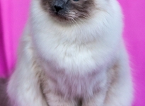 FI Snow Birman Forever Yours SBIa 2013_2